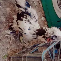 یک عدد خروس ویک عدد مرغ سلطان