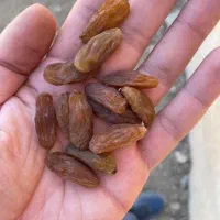 فروش کشمش کوار