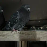 یک جفت نر و ماده پرش بالا