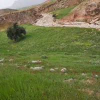 زمین به متراژ ۲۴۰متردرامبرکببر۴