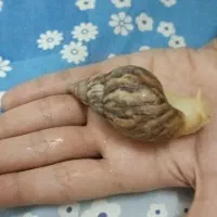 فروش حلزون