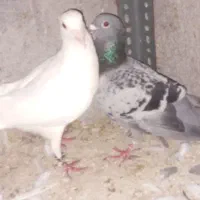 کبوتر المانی