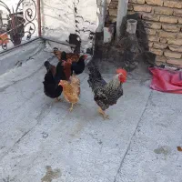 مرغ خروس فروشی‌تهران پردیس جاجرود