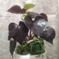 گل  اپارتمانی