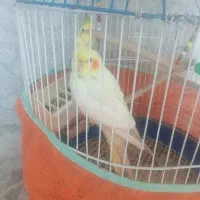 عروس هلندی
