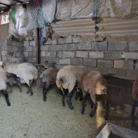 گوسفند جوان
