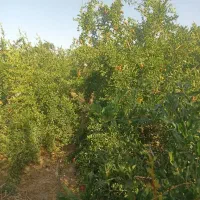 باغچه‌انارهفت‌ساله‌دردهخیر‌سفلی‌