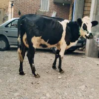 گاو سیمینتال شکم اول با گوساله نر