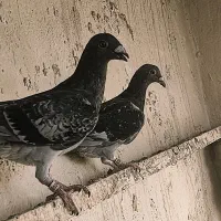 جفت نر و ماده نامبروان مسافتی