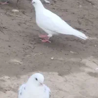 کبوتر