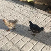 جوجه خانگی سالم