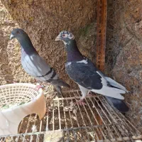 کبوتر ابلغ گربه ای پلاکی جفت