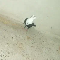 کبوتر