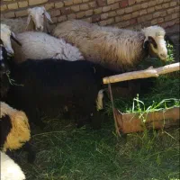 میش بره