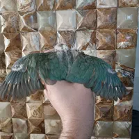 گرینچیک تراکویس پاین اپل