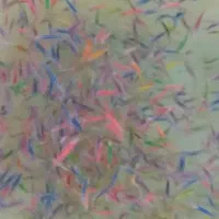ماهی زبرا  باله بلند ارسال از مشهد