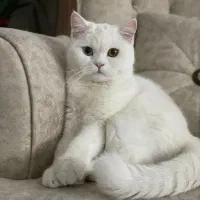 گربه|گربه|قائن, |دیوار