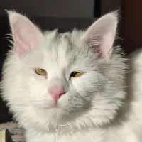 گربه dlh