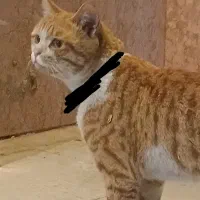 واگذاری گربه نژاد دار