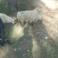 میش آبستن