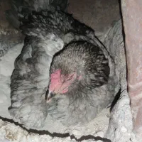 مرغ لاری کرچ قواره دار خوش رنگ