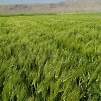 فروش پنج تن جو خارجی