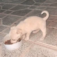 پاکوتاه سفیدخوشکل