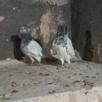 سار سرور . کله الماسی