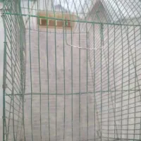 قفس پرنده