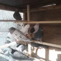 کبوتر