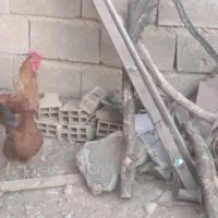 فروش ۲ مرغ و یک خروس محلی چاق