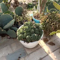 گلهای آگاو، کاکتوس توپی،آلوعه ورا