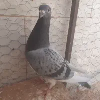 کفتر