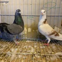 سله دوستان کبوتر پرشی