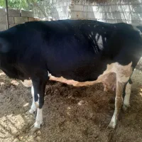 فروش گاو گوشتی