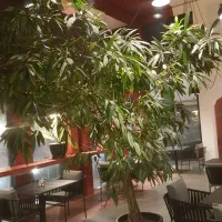 درخت آمستل کینگ