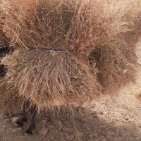 علف کوه