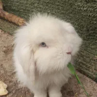 خرگوش لپی|موش و خرگوش|الوند, |دیوار