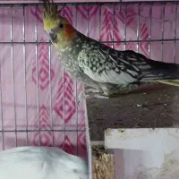 ماده عروس هلندی گل باقالی