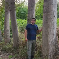 فروش نـهال صنوبر و چنار سـازگار با اقلیم مختلف