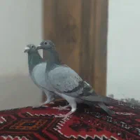 تعدادی کبوتر پلاکی فروشی وقابل معاوضه