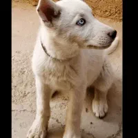 سگ هاسکی