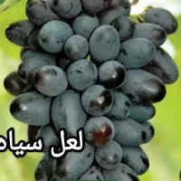 فروش نهال انگور
