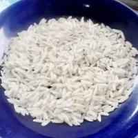 فروش برنج هاشمی درجه یک محصول امسال