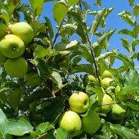 باغ فوق العاده زیبا و کم قیمت در گلمکان