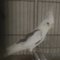 فروش عروس