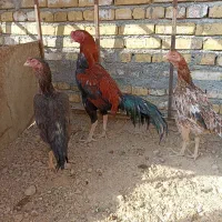 مرغ خروس لاری و رسمی فقط تماس