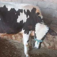 گوساله گاو