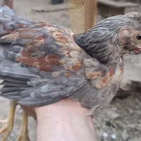 جوجه گلین