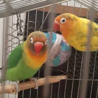 جفت کوتوله برزیلی